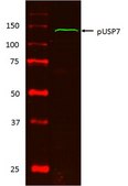 磷酸化USP7（Ser18）抗体 from rabbit, purified by affinity chromatography