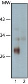 抗-Sirt3 兔抗 affinity isolated antibody, buffered aqueous solution