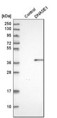 Anti-DNASE1 antibody produced in rabbit Prestige Antibodies® Powered by Atlas Antibodies, affinity isolated antibody, buffered aqueous glycerol solution