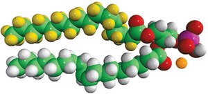 16:0-d31-18:1 PA 1-palmitoyl-d31-2-oleoyl-sn-glycero-3-phosphate (sodium salt), chloroform