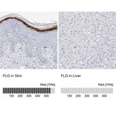 Anti-FLG antibody produced in rabbit Prestige Antibodies® Powered by Atlas Antibodies, affinity isolated antibody, buffered aqueous glycerol solution, ab2
