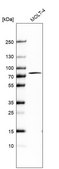 Anti-PABPC1 antibody produced in rabbit Prestige Antibodies® Powered by Atlas Antibodies, affinity isolated antibody