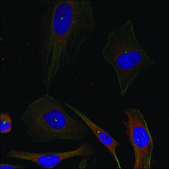 Anti-GAP43 (Ab-41) antibody produced in rabbit affinity isolated antibody