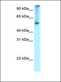 Anti-EIF2A antibody produced in rabbit IgG fraction of antiserum