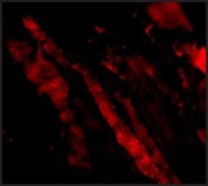 Anti-MAPKAP1 (ab1) antibody produced in rabbit affinity isolated antibody, buffered aqueous solution