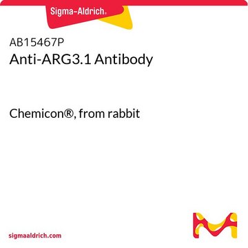 Anti-ARG3.1 Antibody Chemicon®, from rabbit
