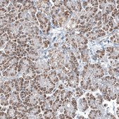 Monoclonal Anti-GLS2 antibody produced in mouse Prestige Antibodies® Powered by Atlas Antibodies, clone CL7721, purified immunoglobulin, buffered aqueous glycerol solution