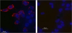 Anti-Potassium Channel Kv11.1 Extracellular antibody produced in rabbit affinity isolated antibody, lyophilized powder