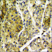 Anti-phospho-LATS1/2 (pThr1079/1041) antibody produced in rabbit affinity isolated antibody