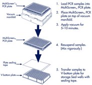 MultiScreenHTS Vacuum Manifold The MultiScreen®HTS Vacuum Manifold is designed for use with 96-well plate and 384-well plate MultiScreenHTS filter and collection plates
