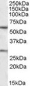 Anti-KCNQ1 (C-terminal) antibody produced in goat affinity isolated antibody, buffered aqueous solution