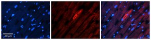Anti-IL6ST antibody produced in rabbit affinity isolated antibody