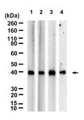 Anti-HLA-B Antibody, clone 1L21 ZooMAb® Rabbit Monoclonal recombinant, expressed in HEK 293 cells