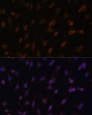 Anti-POR antibody produced in rabbit