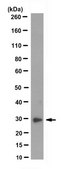 Anti-VAP-B Antibody, clone 3C6.2 clone 3C6.2, from mouse