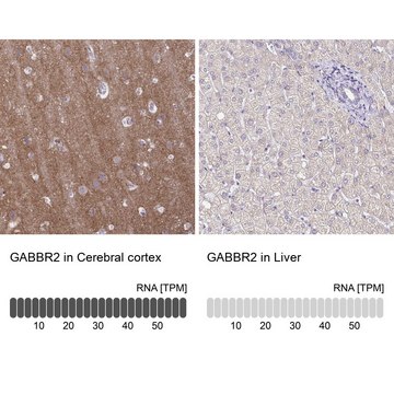 Anti-GABBR2 antibody produced in rabbit Prestige Antibodies® Powered by Atlas Antibodies, affinity isolated antibody, buffered aqueous glycerol solution