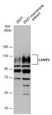 Anti-LAMP2 antibody produced in rabbit