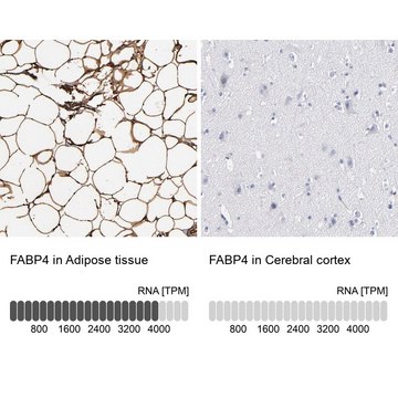 Anti-FABP4 antibody produced in rabbit Prestige Antibodies® Powered by Atlas Antibodies, affinity isolated antibody, buffered aqueous glycerol solution