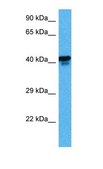 Anti-NFE2 antibody produced in rabbit affinity isolated antibody