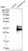 Anti-TNFRSF13C antibody produced in rabbit Prestige Antibodies® Powered by Atlas Antibodies, affinity isolated antibody, buffered aqueous glycerol solution