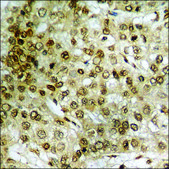 Anti-phospho-STAT3 (pTyr705) antibody produced in rabbit affinity isolated antibody