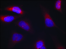 Anti-phospho-EIF2AK2 (pThr446) antibody produced in rabbit affinity isolated antibody