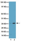 Anti-Connexin 43 Antibody, clone 4E6.2 clone 4E6.2, Chemicon®, from mouse