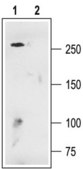 Anti-Calcium Channel (α1D Subunit) (L-type of Voltage-gated Ca2+ Channel) antibody produced in rabbit affinity isolated antibody, lyophilized powder