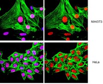 ChIPAb+ 乙酰化组蛋白H4 - ChIP验证的抗体和引物组 serum, from rabbit