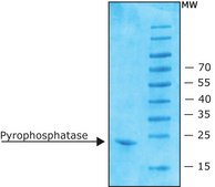 焦磷酸酶，无机 来源于大肠杆菌 recombinant, expressed in E. coli, lyophilized powder, ≥90%, ≥800 units/mg protein