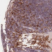 Anti-CD33 antibody produced in rabbit Prestige Antibodies® Powered by Atlas Antibodies, affinity isolated antibody, buffered aqueous glycerol solution