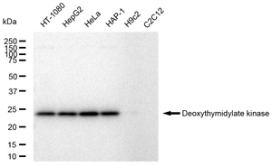 KD-Validated Anti DTYMK Antibody, clone 23GB5235, Rabbit Monoclonal clone 23GB5235, recombinant rabbit monoclonal, expressed in HEK293 cells