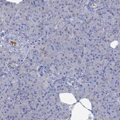 Anti-GCM1 antibody produced in rabbit Prestige Antibodies® Powered by Atlas Antibodies, affinity isolated antibody, buffered aqueous glycerol solution