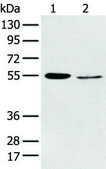 抗-HTR2A affinity isolated antibody