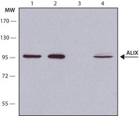 Anti-ALIX (C-terminal) antibody produced in rabbit ~1.0 mg/mL, affinity isolated antibody