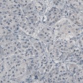 Monoclonal Anti-GLUL antibody produced in mouse Prestige Antibodies® Powered by Atlas Antibodies, clone CL2999, purified immunoglobulin, buffered aqueous glycerol solution