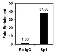 EZ-Magna ChIP®A/G染色质免疫沉淀试剂盒 Single day chromatin immunoprecipitation (ChIP) kit containing all necessary reagents to perform 22 individual chromatin immunoprecipitation (ChIP) reactions using magnetic A/G beads. Control primers included.