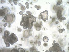 3dGRO® Organoid Dissociation Reagent Chemically defined enzyme-free organoid dissociation solution.