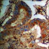 Anti-phospho-PKA CAT (pThr197) antibody produced in rabbit affinity isolated antibody