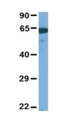 Anti-SLC6A2 antibody produced in rabbit affinity isolated antibody