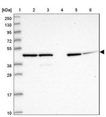Anti-GAS8 antibody produced in rabbit Prestige Antibodies® Powered by Atlas Antibodies, affinity isolated antibody, buffered aqueous glycerol solution