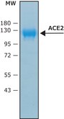 Angiotensin Converting Enzyme-2, ACE2 biotin-tagged, human recombinant, ≥1000000U/mg, expressed in HEK 293 cells