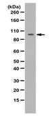 Anti-HMG-CoA reductase Antibody from rabbit, purified by affinity chromatography
