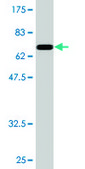 Monoclonal Anti-NFIB antibody produced in mouse clone 2D6, purified immunoglobulin, buffered aqueous solution