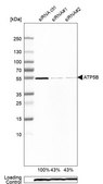 Anti-ATP5B antibody produced in rabbit Ab2, Prestige Antibodies® Powered by Atlas Antibodies, affinity isolated antibody, buffered aqueous glycerol solution