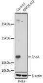 Anti- RhoA antibody produced in rabbit