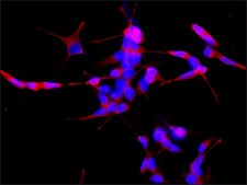 抗-β微管蛋白抗体，小鼠单克隆 小鼠抗 clone TUB 2.1, purified from hybridoma cell culture