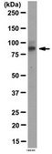 Anti-Mitofusin-2 (Mfn2) Antibody from rabbit, purified by affinity chromatography