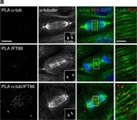 Anti-α-Tubulin−FITC antibody, Mouse monoclonal clone DM1A, purified from hybridoma cell culture