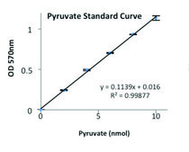 Pyruvate Kinase Activity Assay Kit sufficient for 100 colorimetric&nbsp;or&nbsp;fluorometric&nbsp;tests